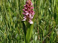 Dactylorhiza incarnata 63, Vleeskleurige orchis, Saxifraga-Hans Dekker