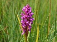 Dactylorhiza incarnata 64, Vleeskleurige orchis, Saxifraga-Hans Dekker