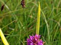 Dactylorhiza incarnata 65, Vleeskleurige orchis, Saxifraga-Hans Dekker