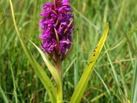 Dactylorhiza incarnata 66, Vleeskleurige orchis, Saxifraga-Hans Dekker