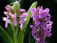 Dactylorhiza incarnata 67, Vleeskleurige orchis, Saxifraga-Hans Dekker