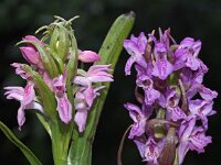 Dactylorhiza incarnata 68, Vleeskleurige orchis, Saxifraga-Hans Dekker