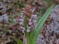 Dactylorhiza incarnata 7, Vleeskleurige orchis, Saxifraga-Willem van Kruijsbergen