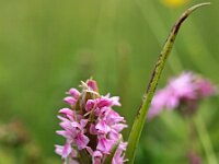 Dactylorhiza incarnata 70, Vleeskleurige orchis, Saxifraga-Hans Dekker