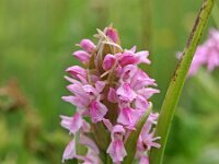 Dactylorhiza incarnata 71, Vleeskleurige orchis, Saxifraga-Hans Dekker