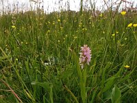 Dactylorhiza incarnata 73, Vleeskleurige orchis, Saxifraga-Hans Dekker