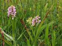 Dactylorhiza incarnata 74, Vleeskleurige orchis, Saxifraga-Hans Dekker