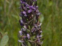 Dactylorhiza incarnata 82, Vleeskleurige orchis, Saxifraga-Willem van Kruijsbergen