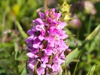 Dactylorhiza incarnata 83, Vleeskleurige orchis, Saxifraga-Bart Vastenhouw