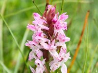 Dactylorhiza incarnata 84, Vleeskleurige orchis, Saxifraga-Bart Vastenhouw