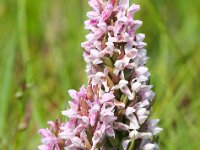 Dactylorhiza incarnata 86, Vleeskleurige orchis, Saxifraga-Bart Vastenhouw