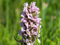 Dactylorhiza incarnata 87, Vleeskleurige orchis, Saxifraga-Bart Vastenhouw