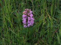 Dactylorhiza incarnata 89, Vleeskleurige orchis, Saxifraga-Hans Boll