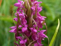 Dactylorhiza incarnata 9, Vleeskleurige orchis, Saxifraga-Hans Dekker