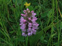 Dactylorhiza incarnata 90, Vleeskleurige orchis, Saxifraga-Hans Boll