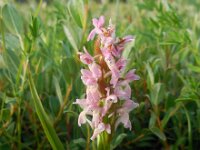 Dactylorhiza incarnata 96, Vleeskleurige orchis, Saxifraga-Ed Stikvoort