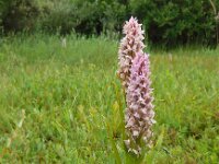 Dactylorhiza incarnata 97, Vleeskleurige orchis, Saxifraga-Ed Stikvoort