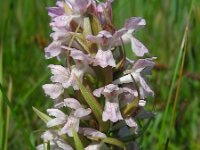 Dactylorhiza incarnata 98, Vleeskleurige orchis, Saxifraga-Ed Stikvoort