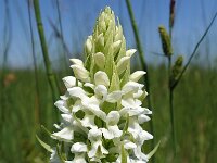 Dactylorhiza incarnata f ochrantha 104, Saxifraga-Hans Dekker