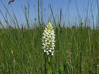 Dactylorhiza incarnata f ochrantha 105, Saxifraga-Hans Dekker