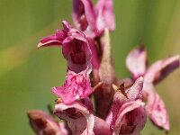 Dactylorhiza incarnata ssp coccinea 110, Saxifraga-Hans Dekker