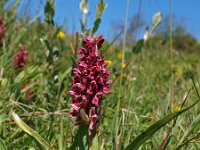 Dactylorhiza incarnata ssp coccinea 14, Saxifraga-Hans Dekker