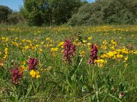 Dactylorhiza incarnata ssp coccinea 33, Saxifraga-Hans Dekker