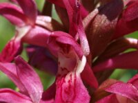 Dactylorhiza incarnata ssp coccinea 43, Saxifraga-Hans Dekker