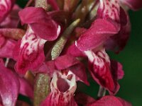 Dactylorhiza incarnata ssp coccinea 45, Saxifraga-Hans Dekker