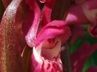 Dactylorhiza incarnata ssp coccinea 46, Saxifraga-Hans Dekker