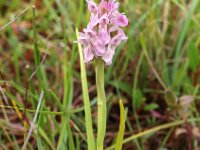 Dactylorhiza incarnata ssp dunensis 111, Saxifraga-Hans Dekker