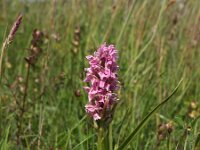 Dactylorhiza incarnata ssp dunensis 112, Saxifraga-Hans Dekker