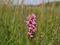 Dactylorhiza incarnata ssp dunensis 113, Saxifraga-Hans Dekker