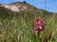 Dactylorhiza incarnata ssp dunensis 47, Saxifraga-Hans Dekker