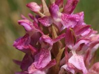 Dactylorhiza incarnata ssp dunensis 48, Saxifraga-Hans Dekker