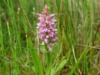 Dactylorhiza incarnata ssp incarnata 75, Vleeskleurige orchis, Saxifraga-Hans Dekker