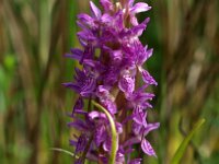 Dactylorhiza incarnata ssp incarnata 78, Vleeskleurige orchis, Saxifraga-Hans Dekker