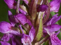 Dactylorhiza incarnata ssp serotina 16, Saxifraga-Hans Dekker