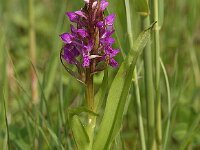 Dactylorhiza incarnata ssp serotina 17, Saxifraga-Hans Dekker