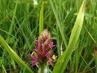 Dactylorhiza incarnata ssp serotina 18, Saxifraga-Hans Dekker