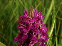 Dactylorhiza incarnata ssp serotina 19, Saxifraga-Hans Dekker