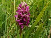 Dactylorhiza incarnata ssp serotina 20, Saxifraga-Hans Dekker