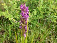 Dactylorhiza incarnata ssp serotina 76, Saxifraga-Hans Dekker