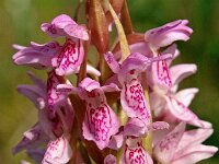 Dactylorhiza incarnata ssp serotina 77, Saxifraga-Hans Dekker