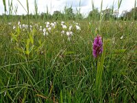 Dactylorhiza incarnata ssp serotina 79, Saxifraga-Hans Dekker