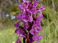 Dactylorhiza incarnata var haematodes 123, Saxifraga-Ed Stikvoort
