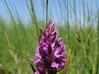 Dactylorhiza incarnata var hyphaematodes 107, Saxifraga-Hans Dekker