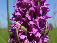 Dactylorhiza incarnata var hyphaematodes 109, Saxifraga-Hans Dekker