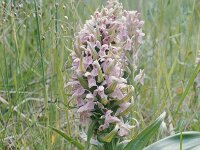 Dactylorhiza incarnata var lobelii 21, Saxifraga-Hans Dekker