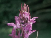 Dactylorhiza lapponica, Lapland Marsh-orchid